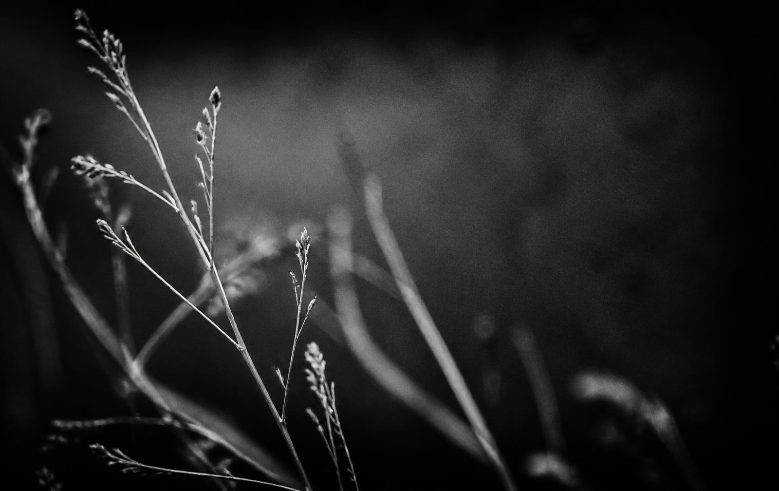 Dried grasses photographed in monochrome